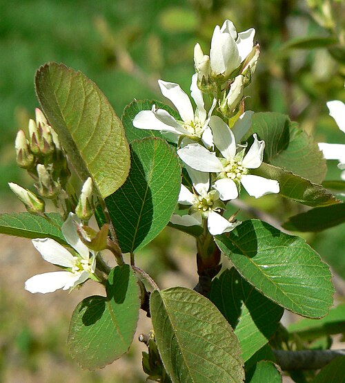 Utah serviceberry: Photo of Amelanchier utahensis at the Regional Parks Botanic Garden , Berkeley, California
