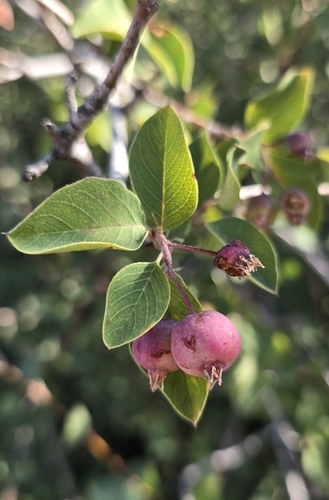 Utah serviceberry (Amelanchier utahensis)