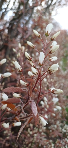 Juneberry (Amelanchier × lamarckii)