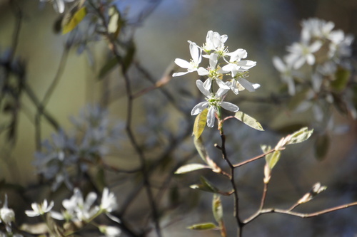 Juneberry (Amelanchier × lamarckii)