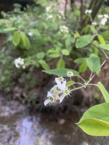 Juneberry (Amelanchier × lamarckii)