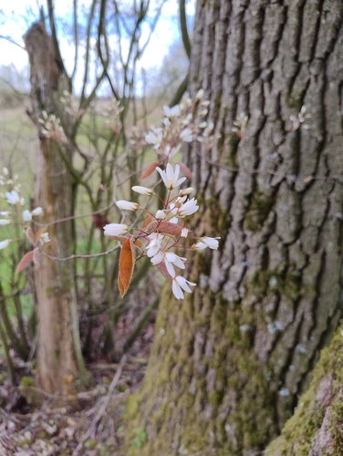 Juneberry (Amelanchier × lamarckii)