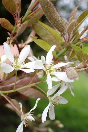 Juneberry (Amelanchier × lamarckii)