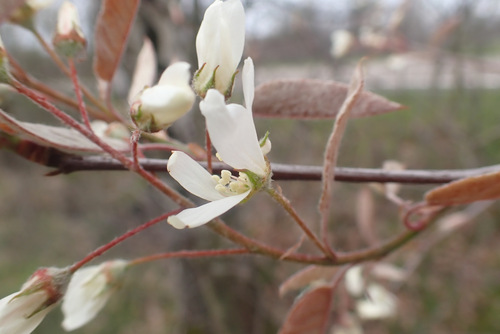 Juneberry (Amelanchier × lamarckii)