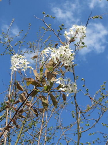 Juneberry (Amelanchier × lamarckii)