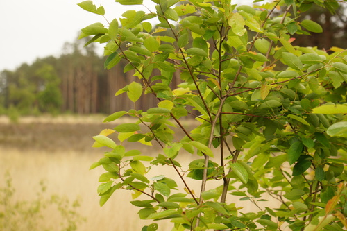 Juneberry (Amelanchier × lamarckii)