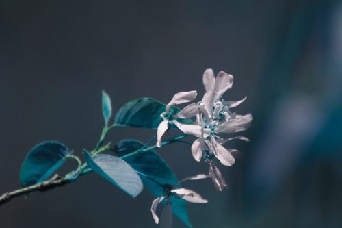 Juneberry (Amelanchier × lamarckii)
