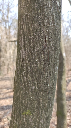 Juneberry (Amelanchier × lamarckii)
