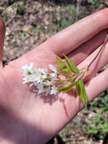 Juneberry (Amelanchier × lamarckii)