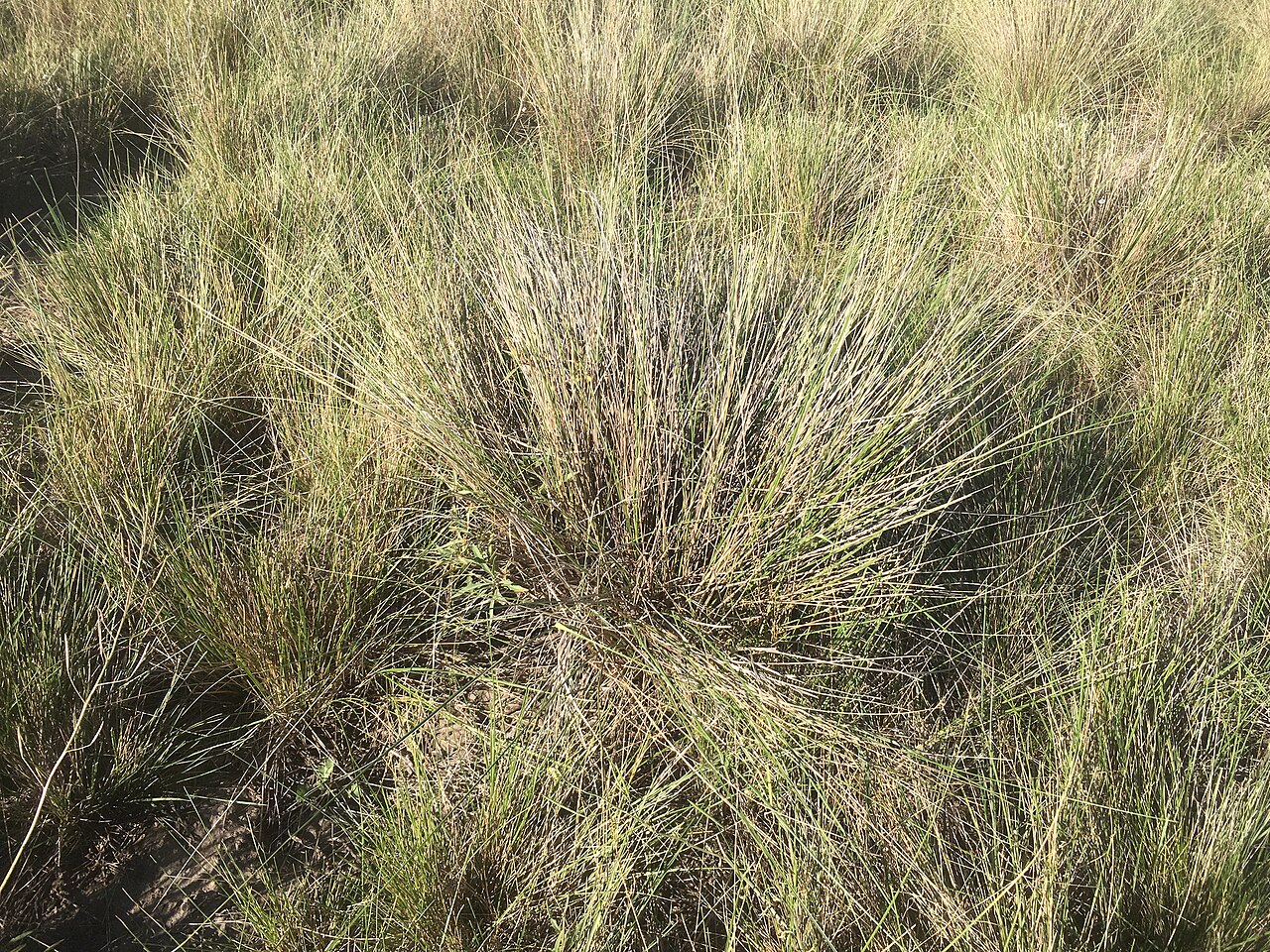 Amelichloa ambigua: Photo of Stipa ambigua uploaded from iNaturalist .