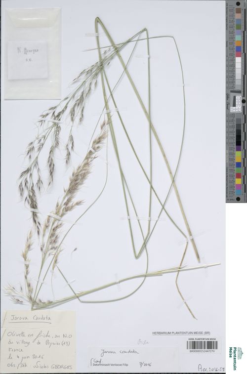 Amelichloa caudata: Amelichloa caudata BR0000015244727V