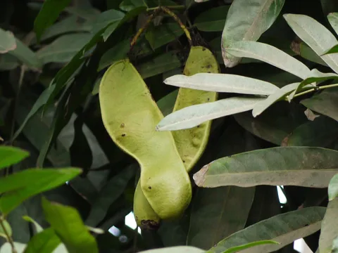 Pride of Burma: Amherstia nobilis