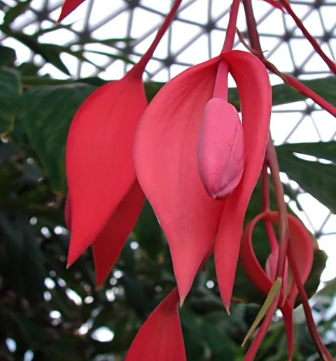 Pride of Burma: 'Pride of Burma' Arguably the most beautiful of flowering tropical trees, called "Queen of Flowering Trees" in some countries. The extravagant bright crimson re