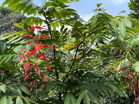 Pride of Burma (Amherstia nobilis)