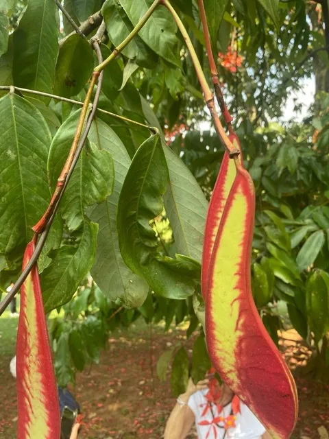 Pride of Burma (Amherstia nobilis)