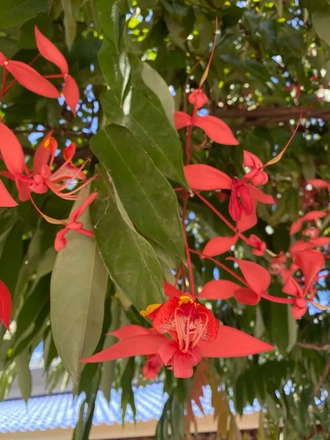 Pride of Burma (Amherstia nobilis)