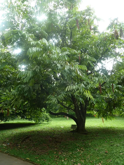 Pride of Burma: Amherstia nobilis dans le Jardin botanique de Peradeniya à Kandy .- Sri Lanka