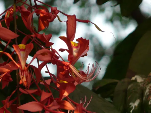Pride of Burma: Amherstia nobilis