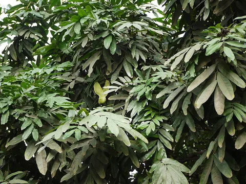 Pride of Burma: Amherstia nobilis
