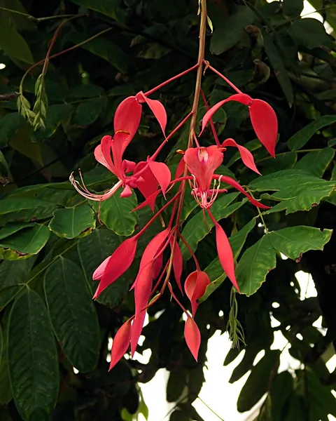 Pride of Burma: Arguably the most beautiful of flowering tropical trees, " Queen of Flowering Trees " . The extravagant bright crimson red flowers are seen hanging from the lon