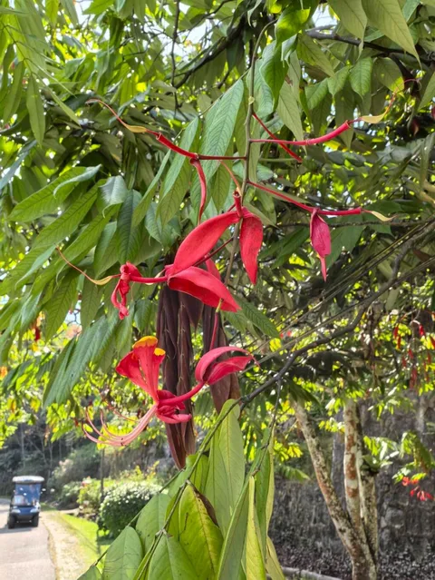 Pride of Burma (Amherstia nobilis)