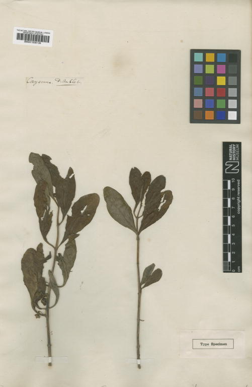 Ammannia maritima: Crenea maritima Aubl. - herbier collecté par Aublet en Guyane, conservé au British Museum BM001008135