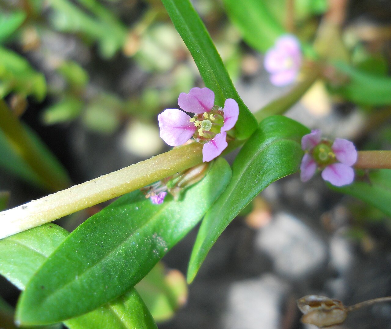 Grand redstem: Grand redstem, Ammannia robusta