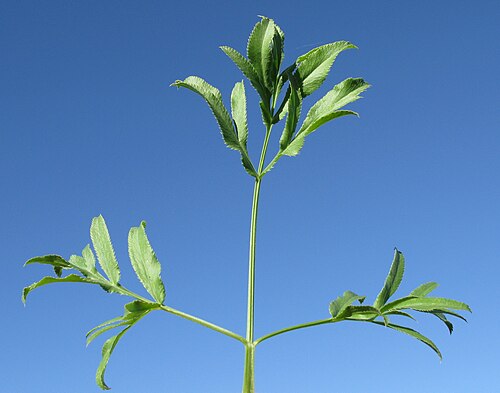 Large bullwort: Introduced, warm season, annual, hairless, erect to spreading herb, 25–75 cm tall. Basal leaves are pinnatisect, 3–15 cm long with segments elliptic or obovate;