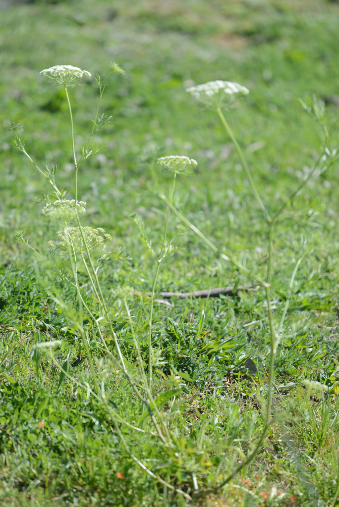 Large bullwort (Ammi majus)