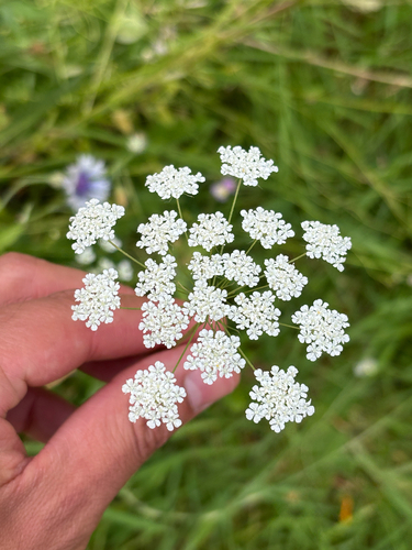 Large bullwort (Ammi majus)