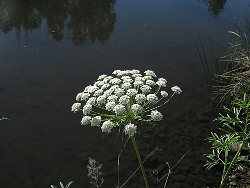 Large bullwort: Introduced, warm season, annual, hairless, erect to spreading herb, 25–75 cm tall. Basal leaves are pinnatisect, 3–15 cm long with segments elliptic or obovate;