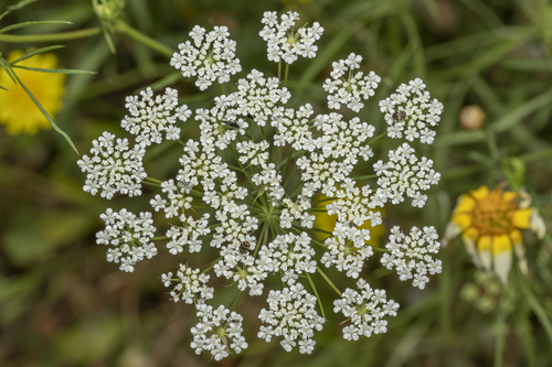 Large bullwort (Ammi majus)