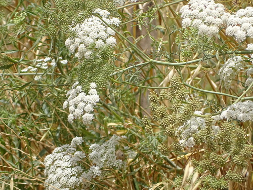 Large bullwort (Ammi majus)