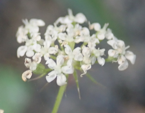 Large bullwort (Ammi majus)