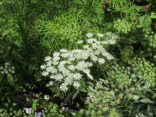 Large bullwort (Ammi majus)