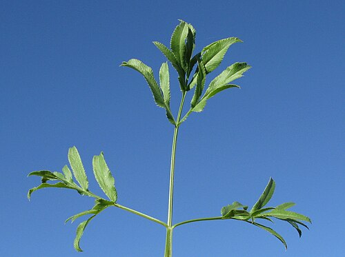 Large bullwort: Introduced, warm season, annual, hairless, erect to spreading herb, 25–75 cm tall. Basal leaves are pinnatisect, 3–15 cm long with segments elliptic or obovate;