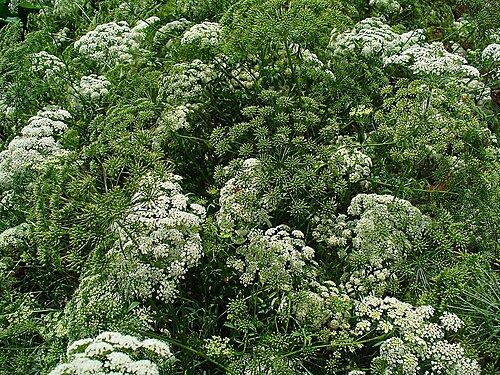 Large bullwort: Ammi majus , Apiaceae, Bishopsweed, Bullwort, Greater Ammi, Lady’s Lace, Laceflower, habitus. The blooming plants are used in homeopathy as remedy: Ammi majus