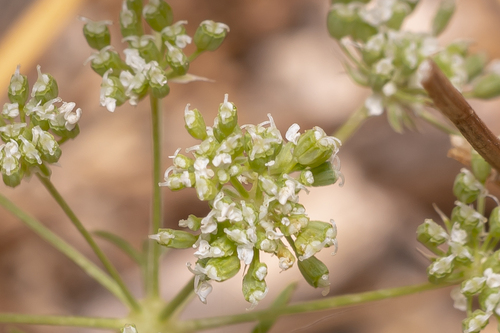 Large bullwort (Ammi majus)