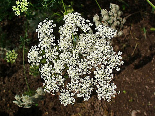 Large bullwort: Ammi majus , Apiaceae, Bishopsweed, Bullwort, Greater Ammi, Lady’s Lace, Laceflower, inflorescence.