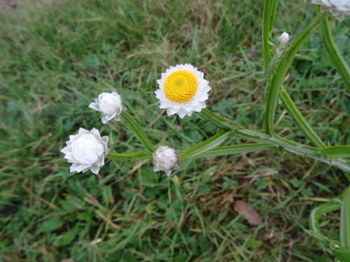 Ammobium alatum (Ammobium alatum)