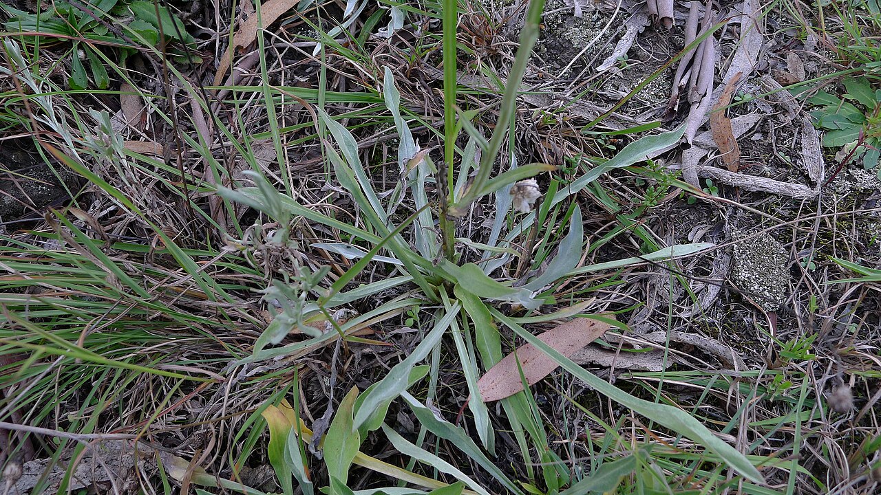 Ammobium alatum: Ammobium alatum basal leaves. Apsley Falls, Oxley Wild Rivers National Park, NSW Australia April 2013.