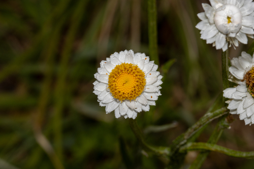 Ammobium alatum (Ammobium alatum)