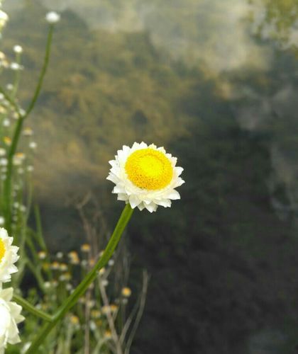 Ammobium alatum (Ammobium alatum)