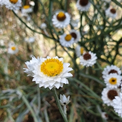 Ammobium alatum (Ammobium alatum)