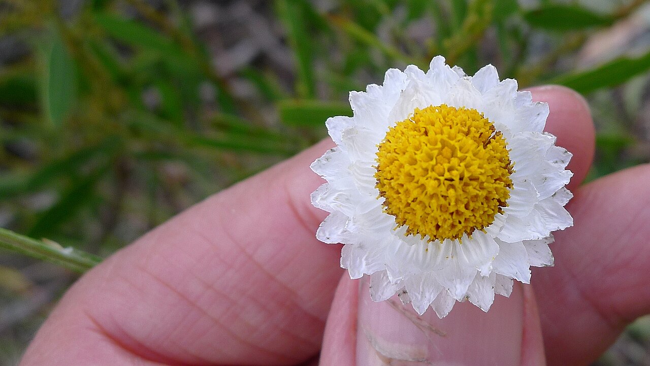 Ammobium alatum: Ammobium alatum flower about 26 mm across. Apsley Falls, Oxley Wild Rivers National Park, NSW Australia April 2013.