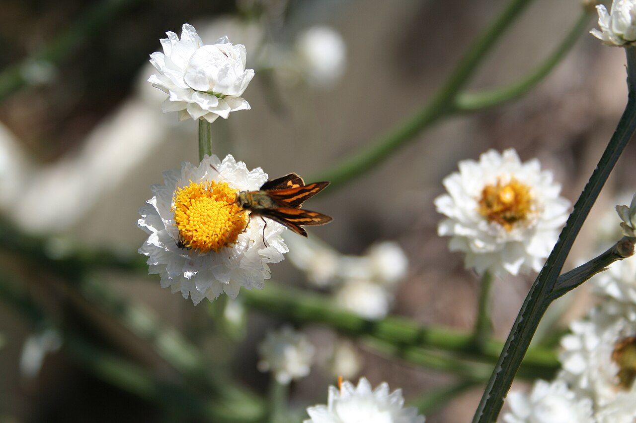 Ammobium alatum: Ammobium alatum with brown skipper butterfly. Taken in my garden in Nov 2006 with a cannon EOS.