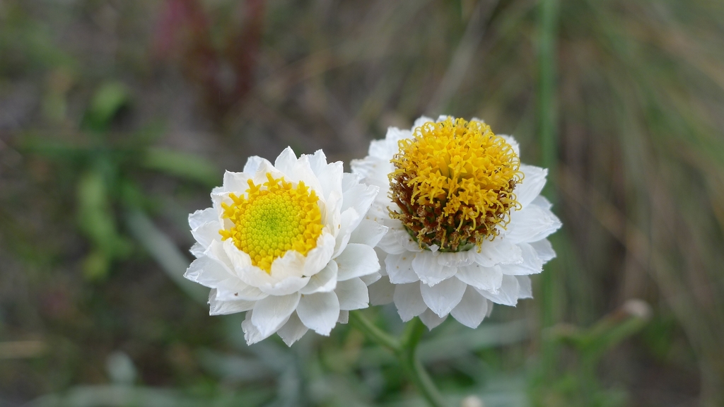Ammobium alatum (Ammobium alatum)