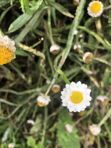 Ammobium alatum (Ammobium alatum)