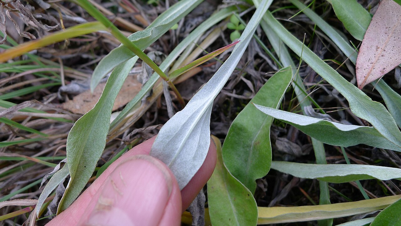 Ammobium alatum: Ammobium alatum with silvery white undersides to leaves. Apsley Falls, Oxley Wild Rivers National Park, NSW Australia April 2013.