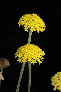 Ammobium craspedioides: Ammobium craspedioides taken at ANBG Canberra
